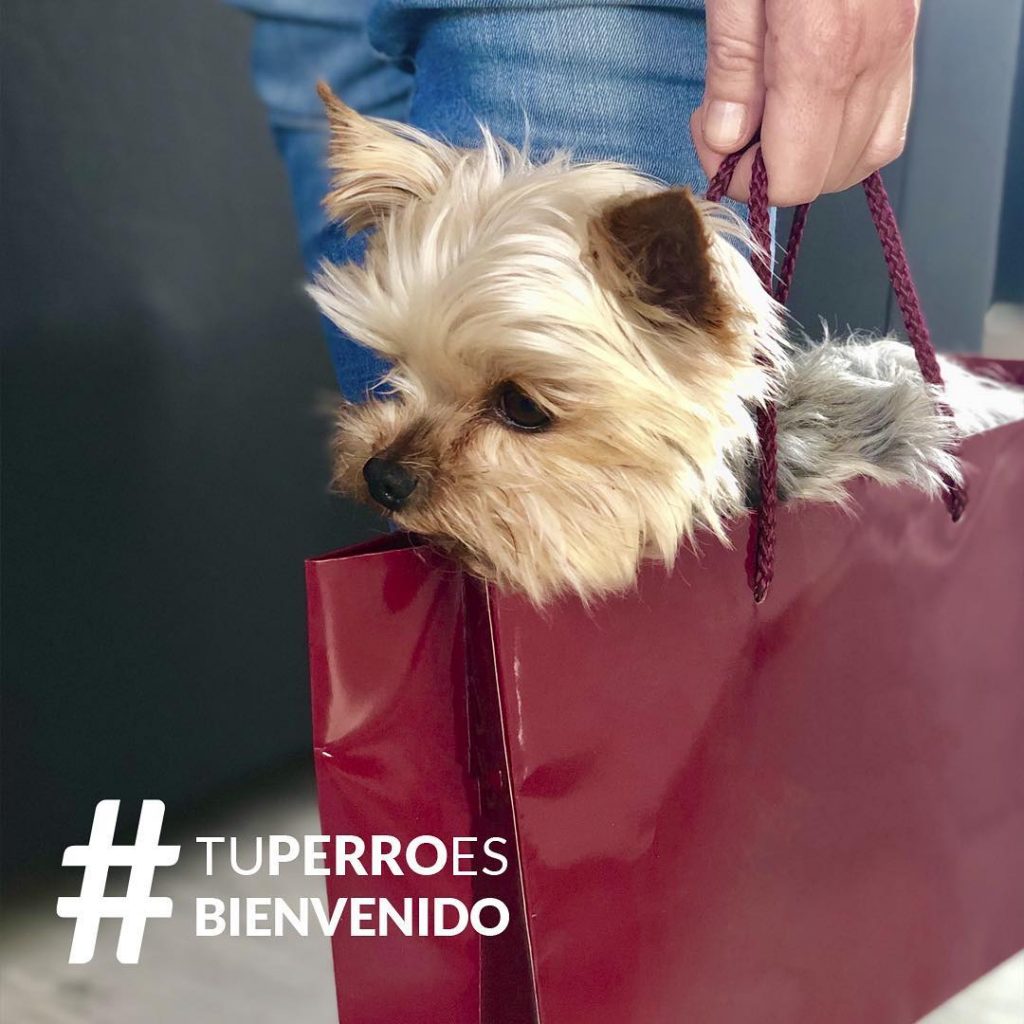 Tu perro es bienvenido el proyecto que intenta hacer Zaragoza más inclusivo con las mascotas haciendo una lista de los comercios que permiten la entrada de animales