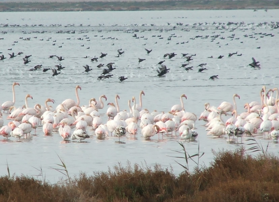 Pájaros del Delta del Ebro, en Tarragona